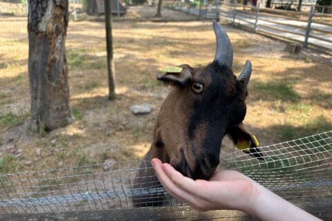Ausflug in den Tierpark nach Sommerhausen